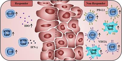 Characteristics of Tumor-Infiltrating Lymphocytes Prior to and During Immune <mark class="highlighted">Checkpoint Inhibitor Therapy</mark>